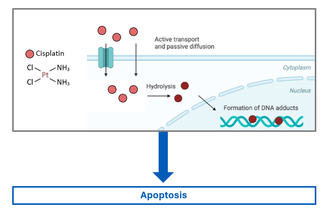 Cisplatin mechanism — DNA adduct formation and apoptosis